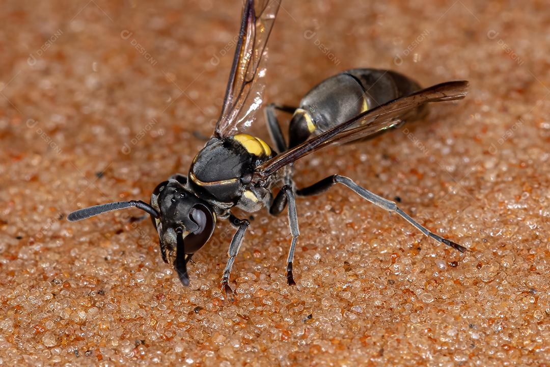 Vespa de mel de cintura longa adulta do subgênero Myrapetra
