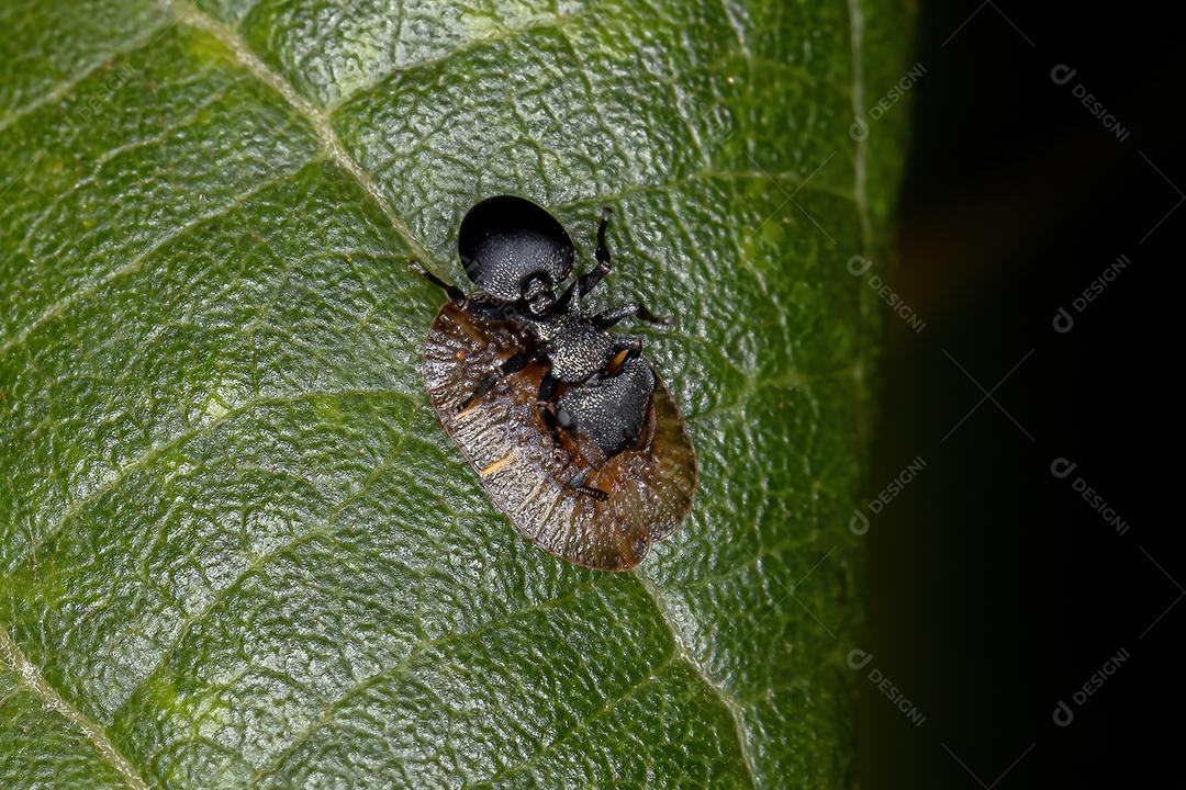 Interação Simbólica entre Tartarugas do Gênero Cephalotes e Cochonilhas