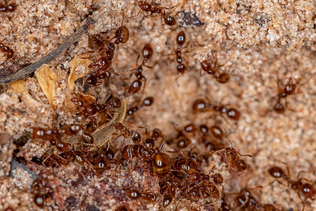 Formigas de fogo adultas do gênero Solenopsis