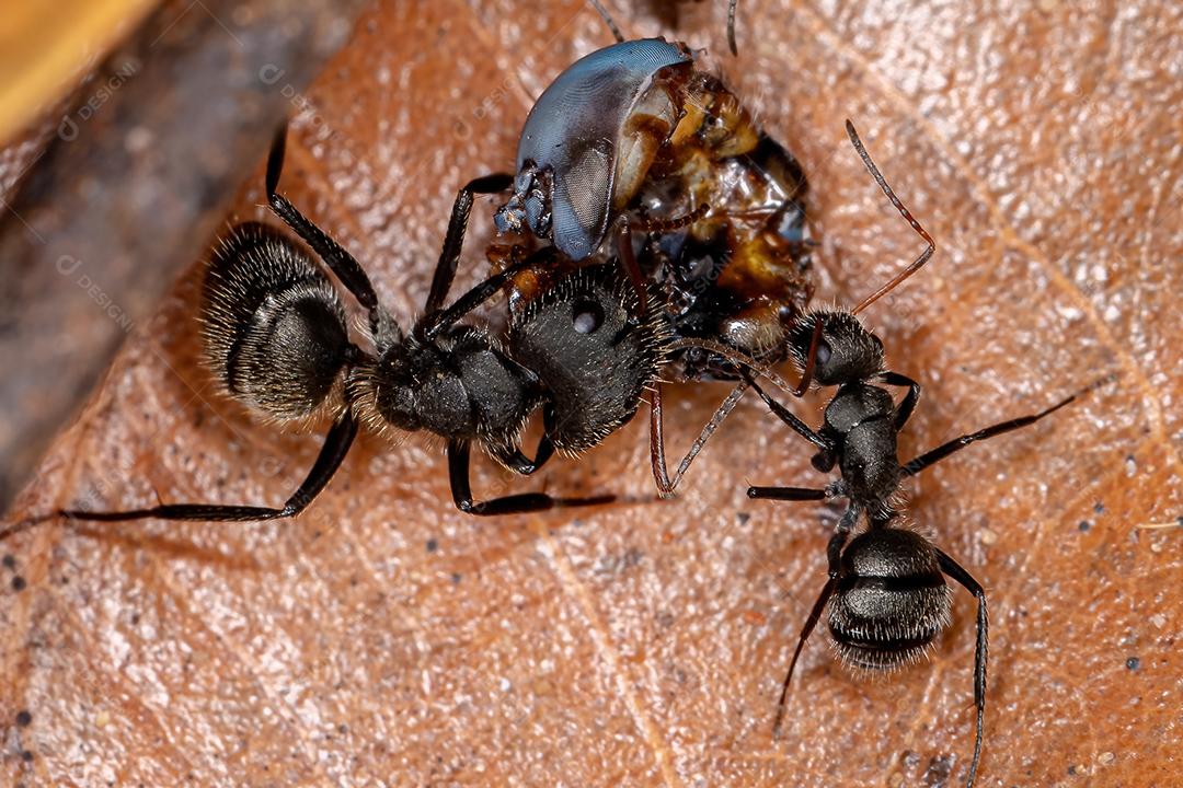 Formiga de carpinteiro adulto do gênero Camponotus predando um inseto