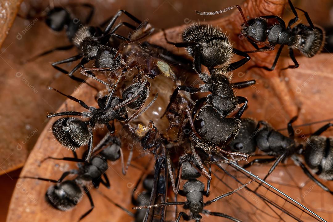 Formiga de carpinteiro adulto do gênero Camponotus predando um inseto