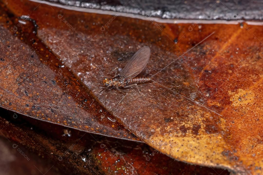 Fêmea adulta pequena Mayfly da família Baetidae