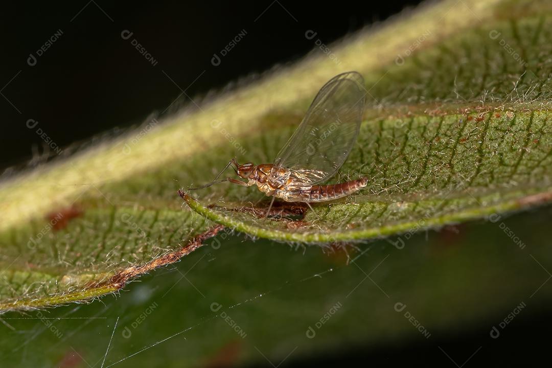Fêmea adulta pequena Mayfly da família Baetidae