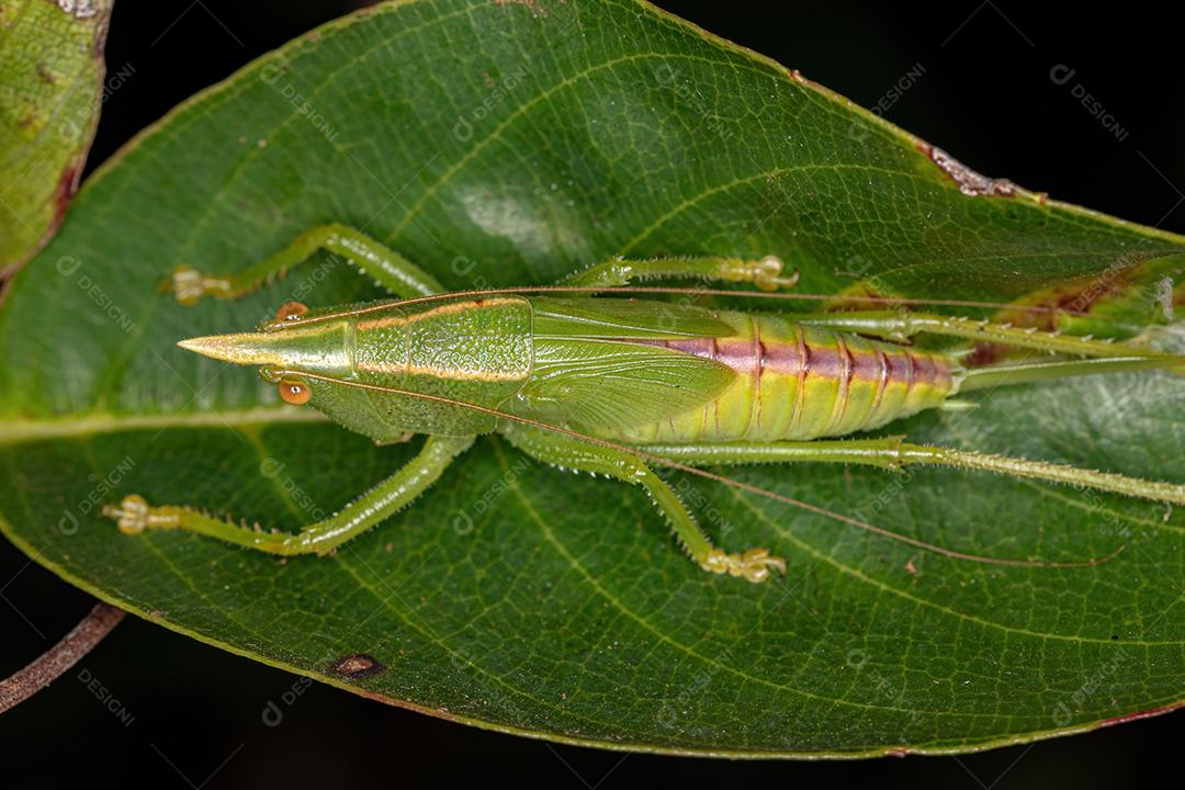 Ninfa Conehead Katydid da Subfamília Conocephalinae