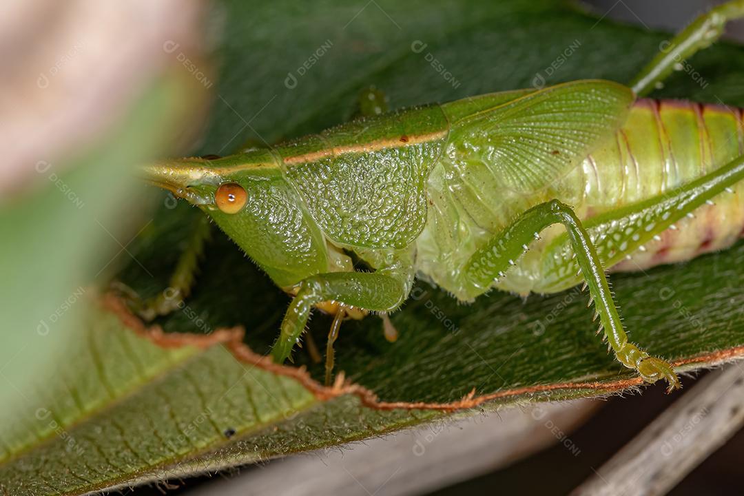 Ninfa Conehead Katydid da Subfamília Conocephalinae