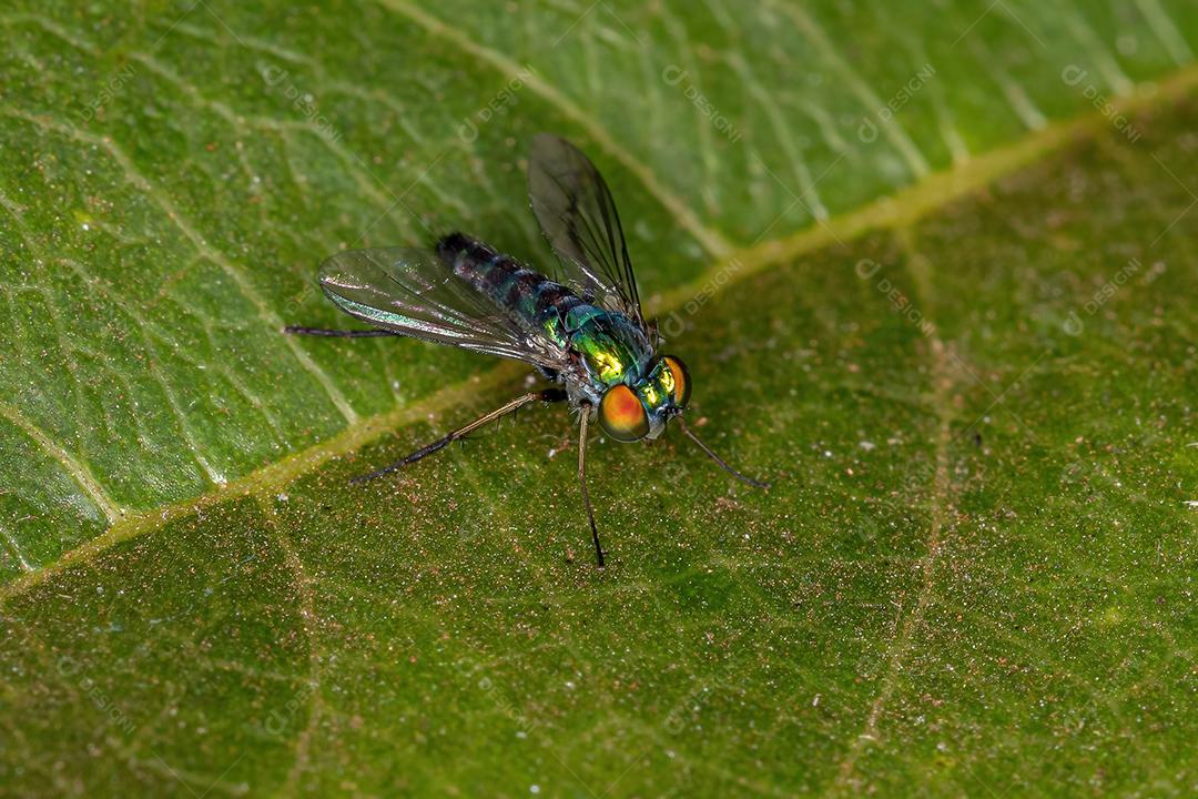Mosca de pernas compridas adulta da família Dolichopodidae
