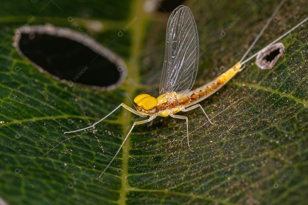Macho adulto pequeno Mayfly da família Baetidae