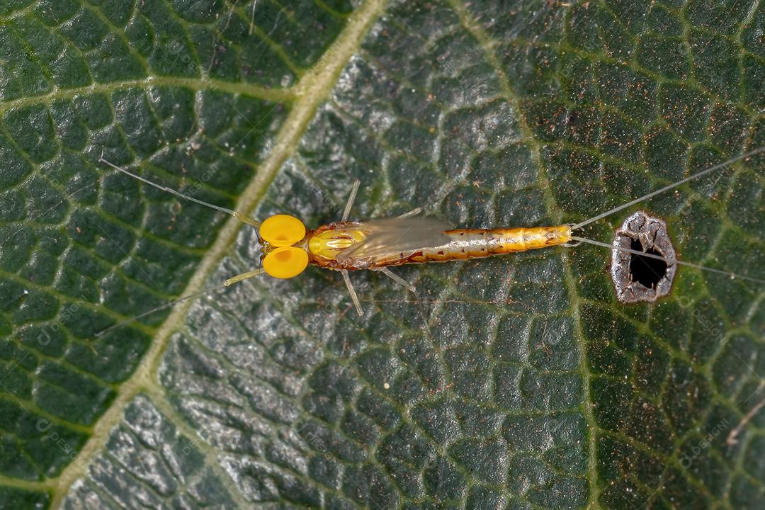 Macho adulto pequeno Mayfly da família Baetidae