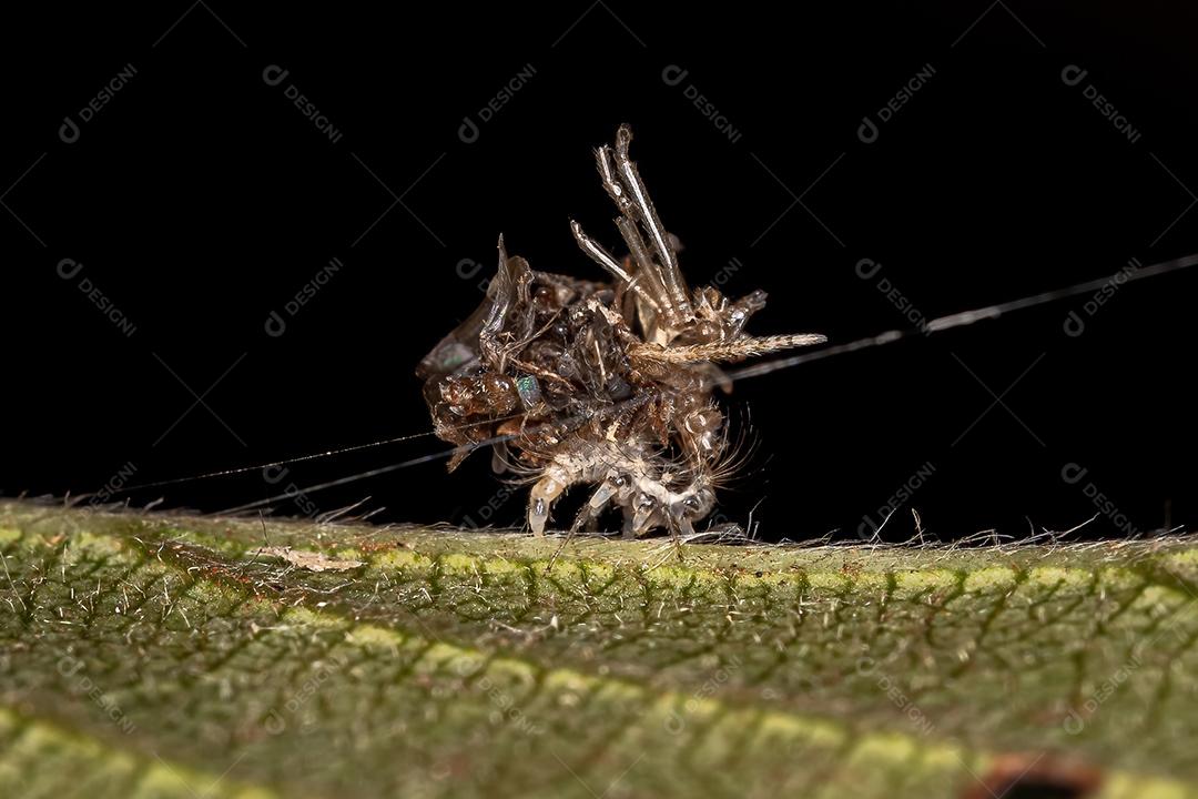Larva crisopídeo verde da família Chrysopidae