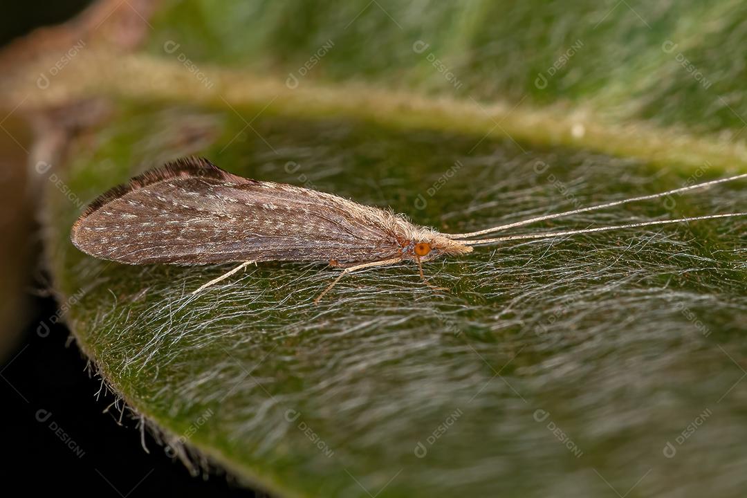 Inseto Caddisfly adulto da Ordem Trichoptera