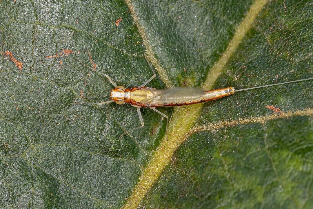 Fêmea adulta pequena Mayfly da família Baetidae