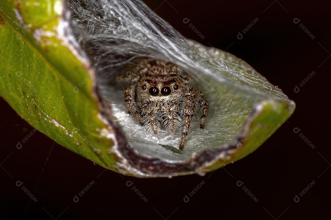 Pequena aranha saltadora da subtribo Dendryphantina