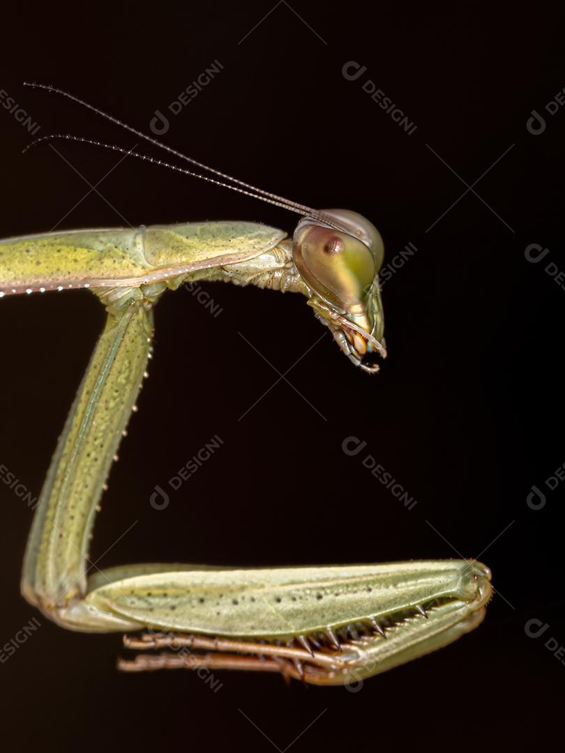 Ninfa Mantid pequena do gênero Oxyopsis