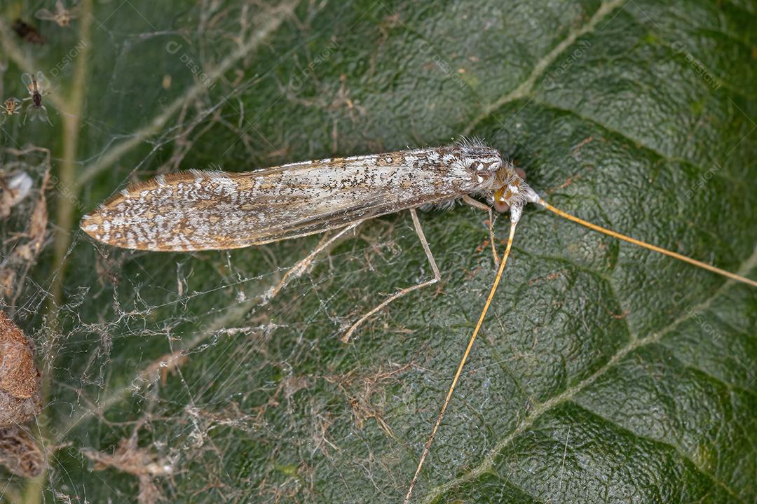 Inseto Caddisfly adulto da Ordem Trichoptera