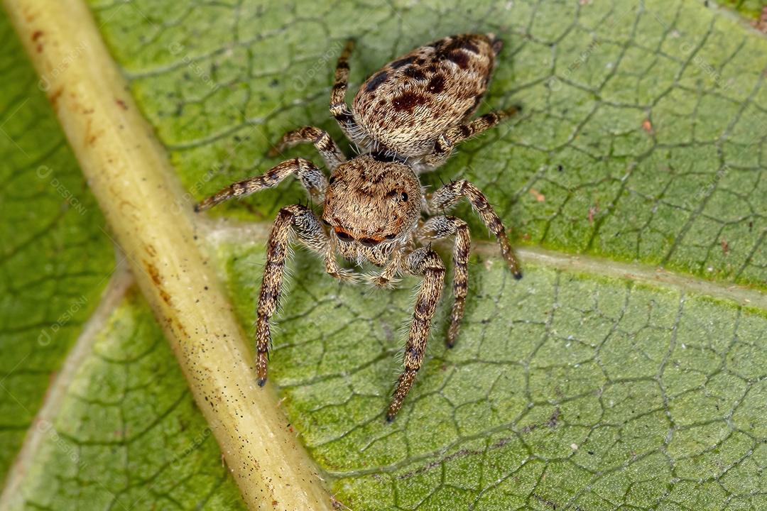 Pequena aranha saltadora da subtribo Dendryphantina