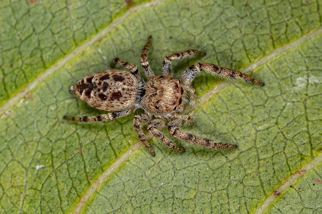 Pequena aranha saltadora da subtribo Dendryphantina