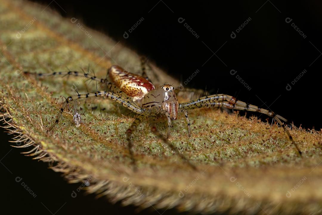 Aranha lince pequena da espécie Peucetia flava