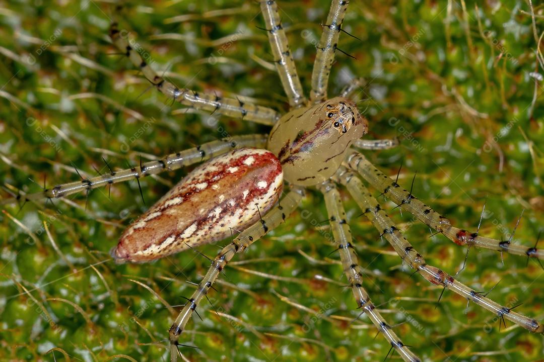 Aranha lince pequena da espécie Peucetia flava
