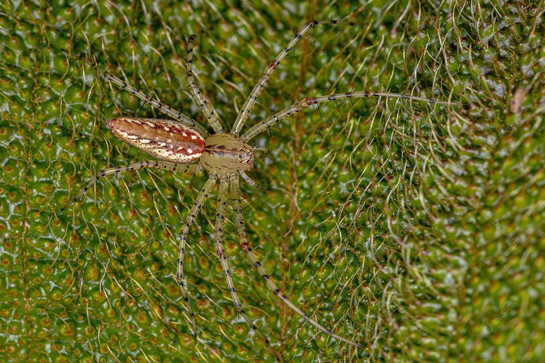 Aranha lince pequena da espécie Peucetia flava