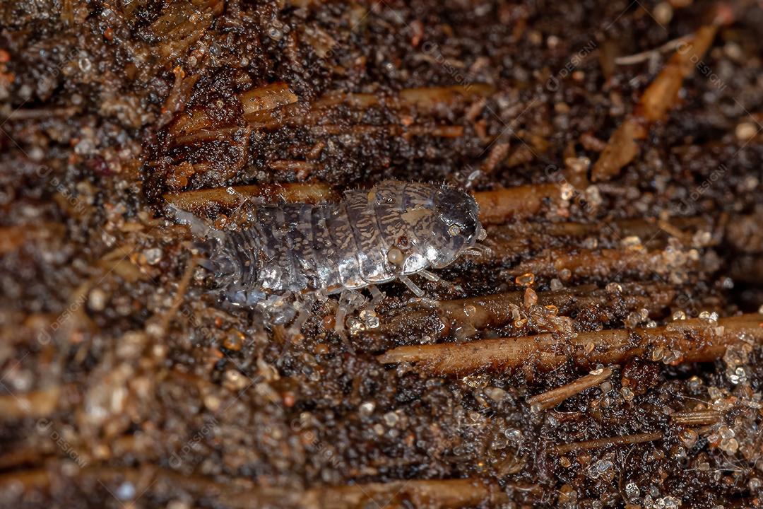 Isópode Crustáceo Típico da Ordem Isopoda