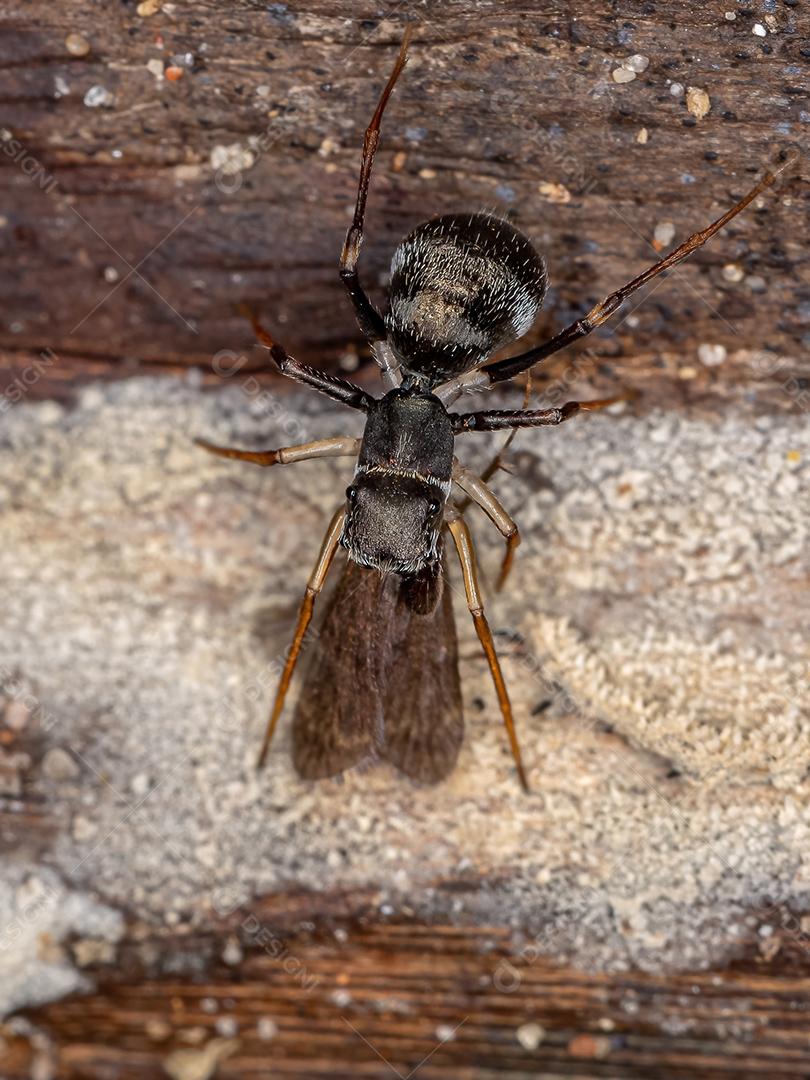 Aranha saltadora adulta masculina do gênero Sarinda que imita formigas carpinteiras