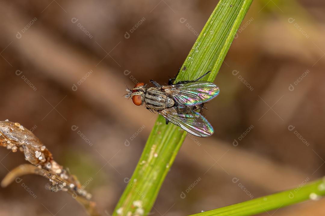 Mosca de carne adulta da família Sarcophagidae