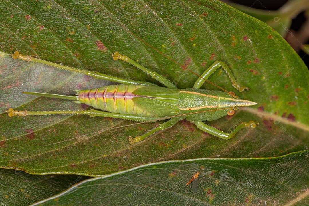 Ninfa Conehead Katydid da Subfamília Conocephalinae