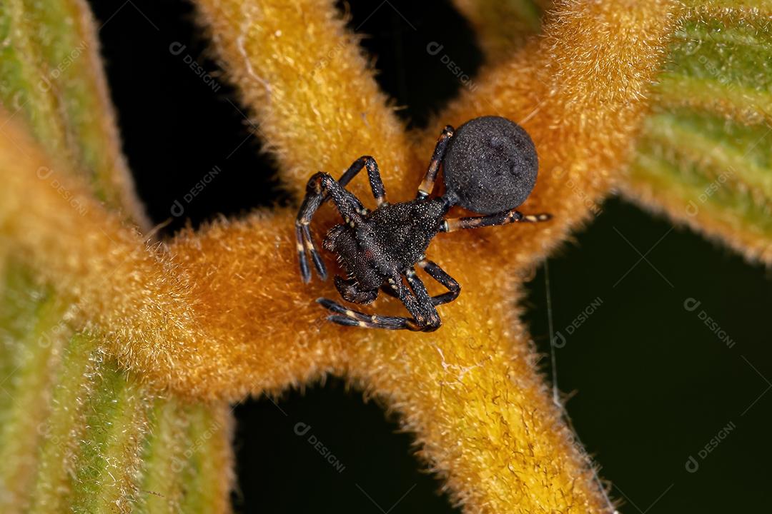 Aranha-caranguejo adulta da espécie Aphantochilus inermipes que imita formigas