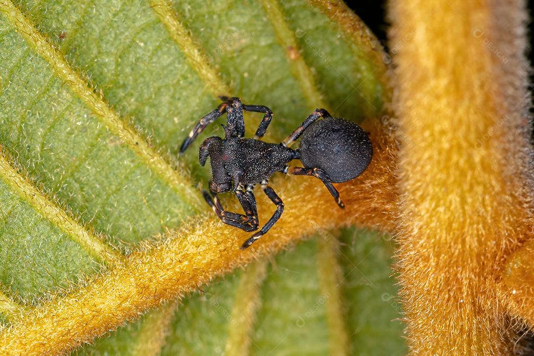 Aranha-caranguejo adulta da espécie Aphantochilus inermipes que imita formigas tartaruga