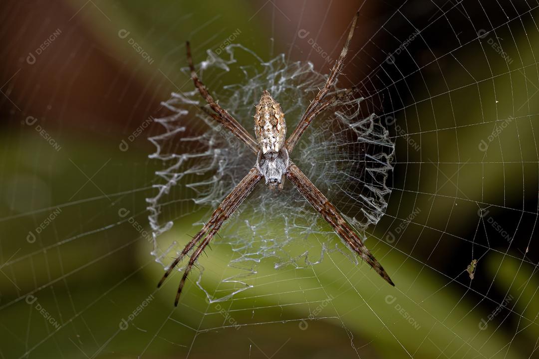 Orbweaver de jardim de prata pequena fêmea da espécie Argiope argentata