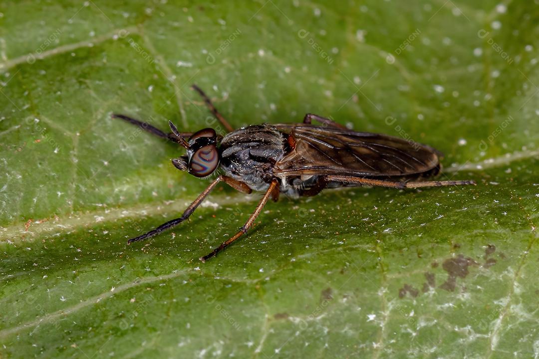 Mosca Stiletto Adulto da Família Therevidae