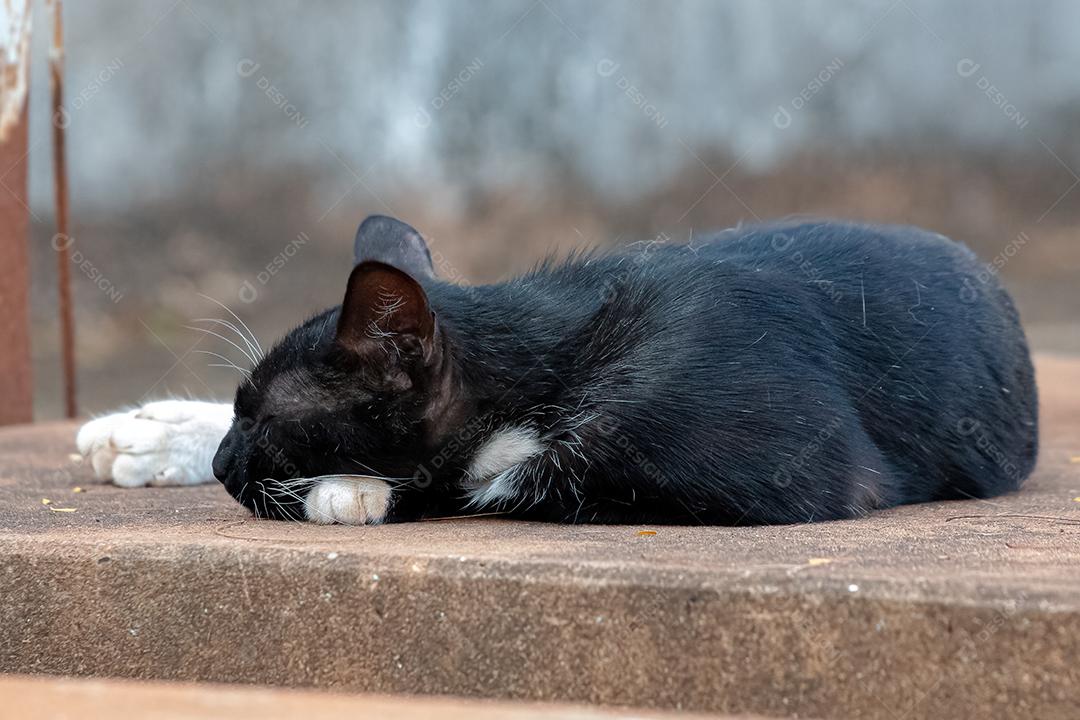 Gato doméstico feroz abandonado no cemitério