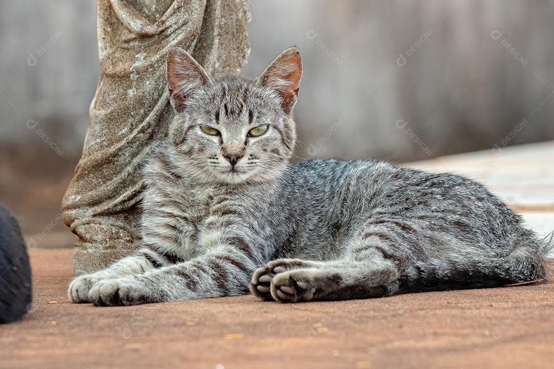 Gato doméstico feroz abandonado no cemitério