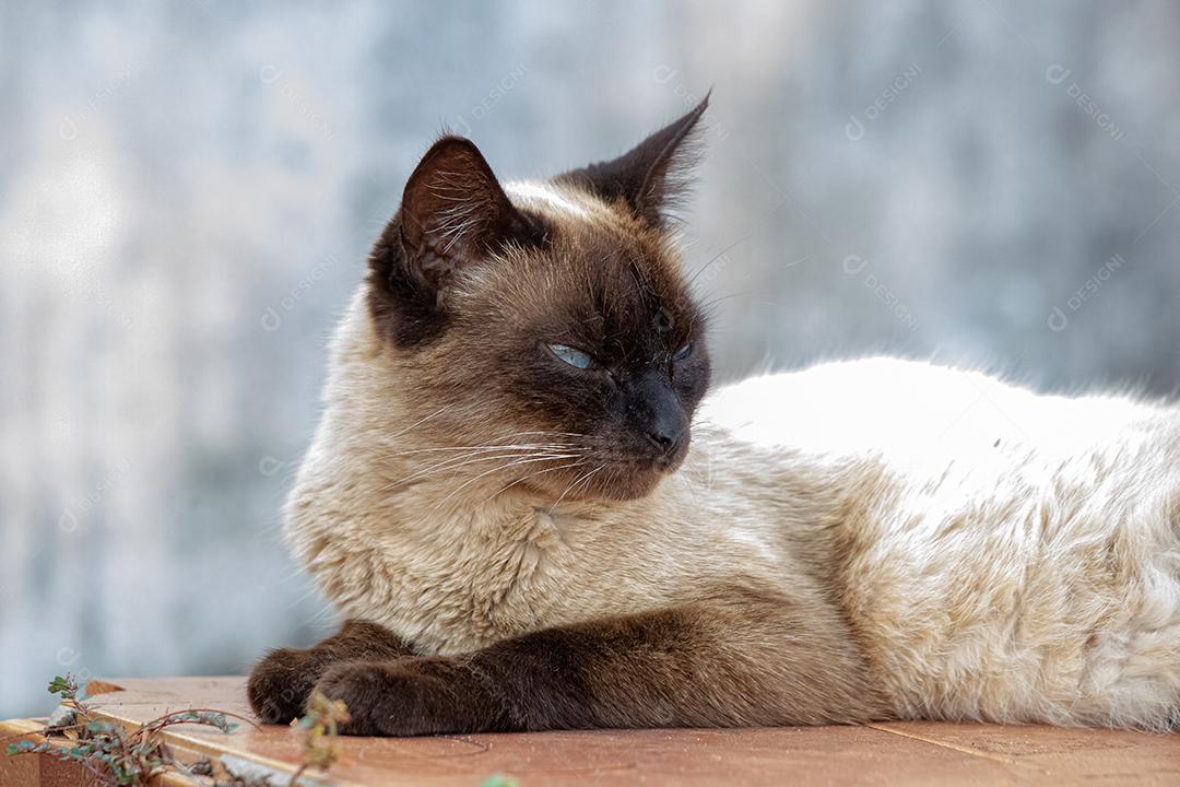 Gato doméstico feroz abandonado no cemitério
