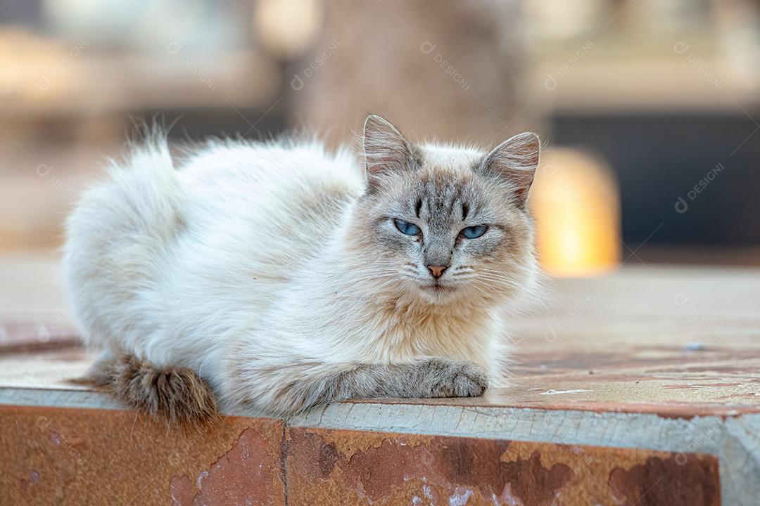 Gato doméstico feroz abandonado no cemitério