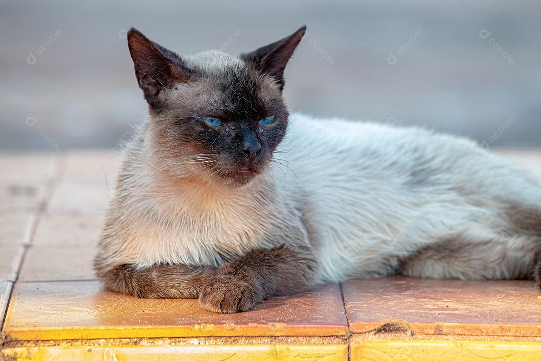 Gato doméstico feroz abandonado no cemitério