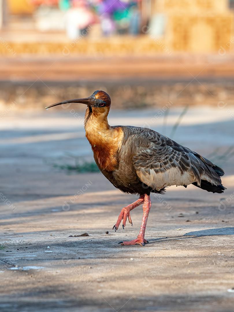 Íbis de pescoço amarelo da espécie Theristicus caudatus