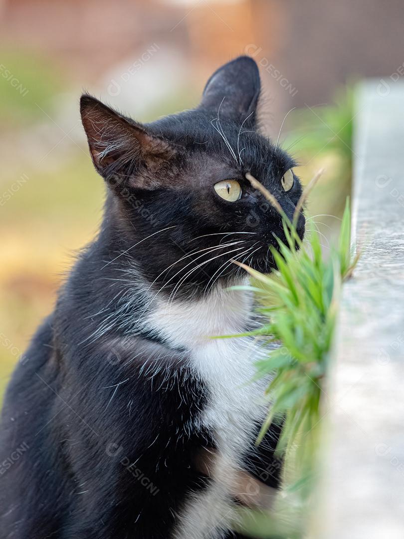 Gato doméstico feroz abandonado no cemitério