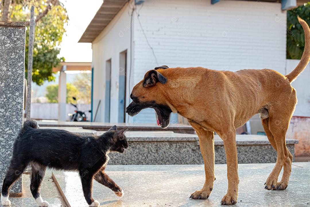 Abandoned yellow dog and black cat interacting friendly