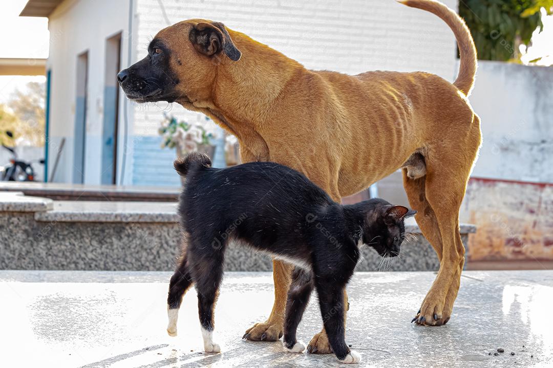 Cão amarelo abandonado e gato preto interagindo amigável