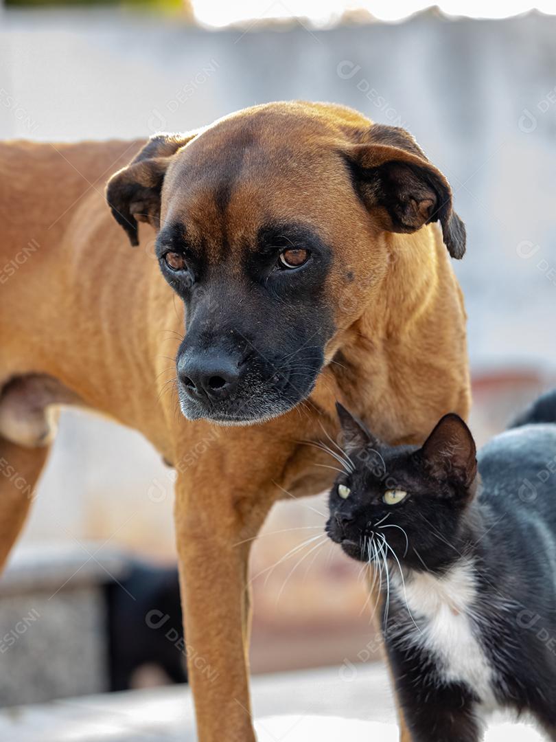 Cão amarelo abandonado e gato preto interagindo amigável