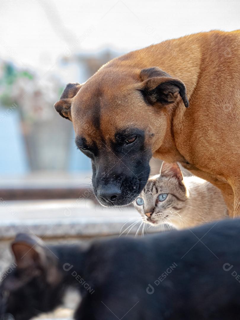 Cão amarelo abandonado e gato preto interagindo amigável