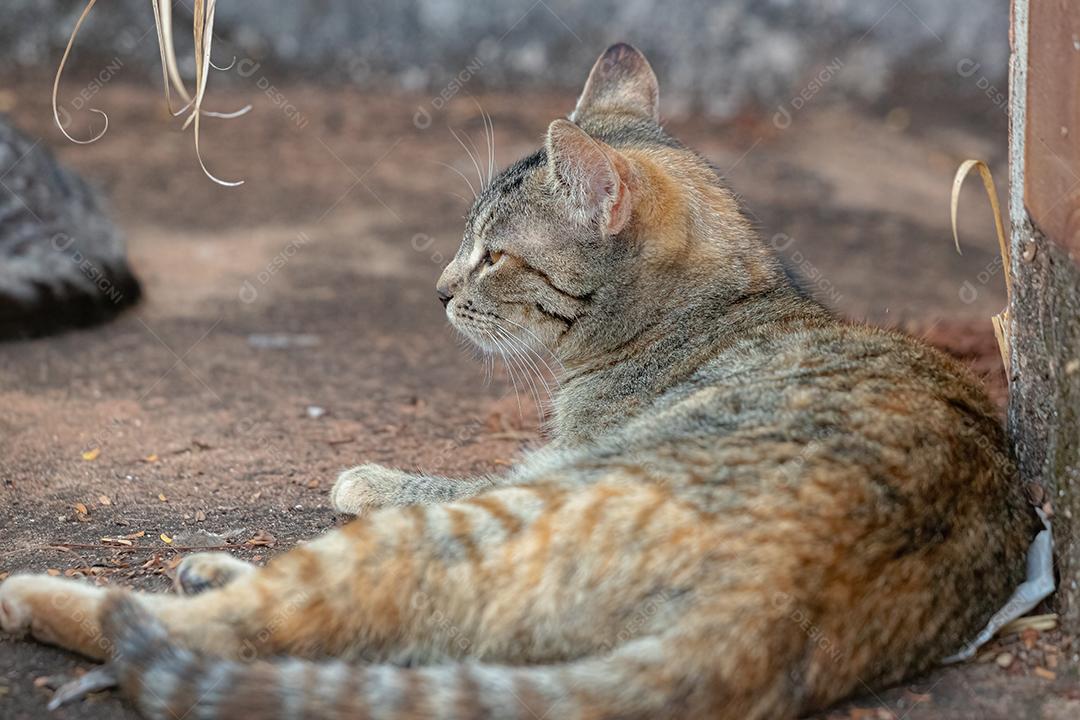 Gato doméstico feroz abandonado no cemitério