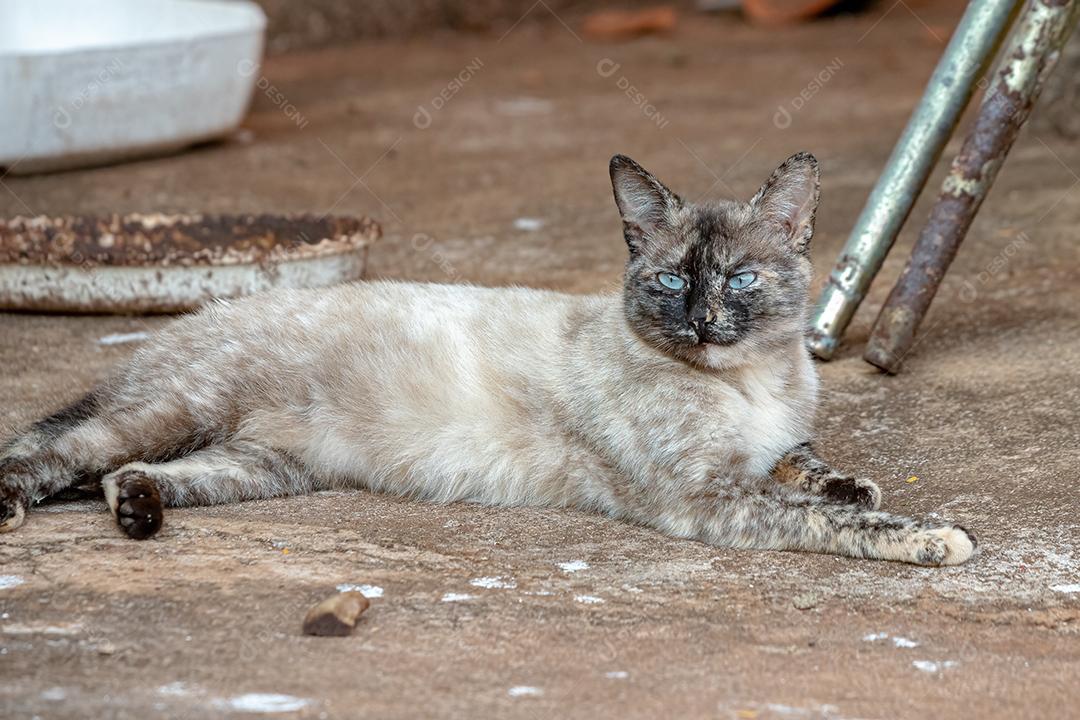 Gato doméstico feroz abandonado no cemitério
