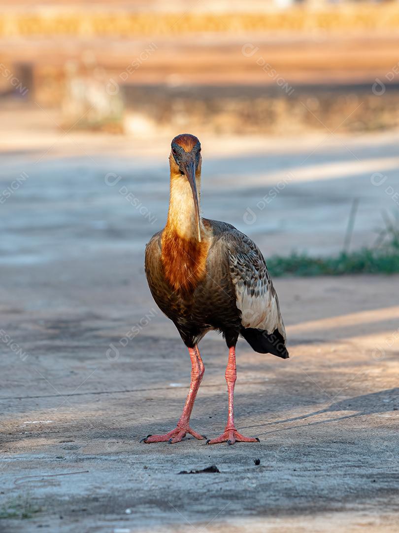 Íbis de pescoço amarelo da espécie Theristicus caudatus