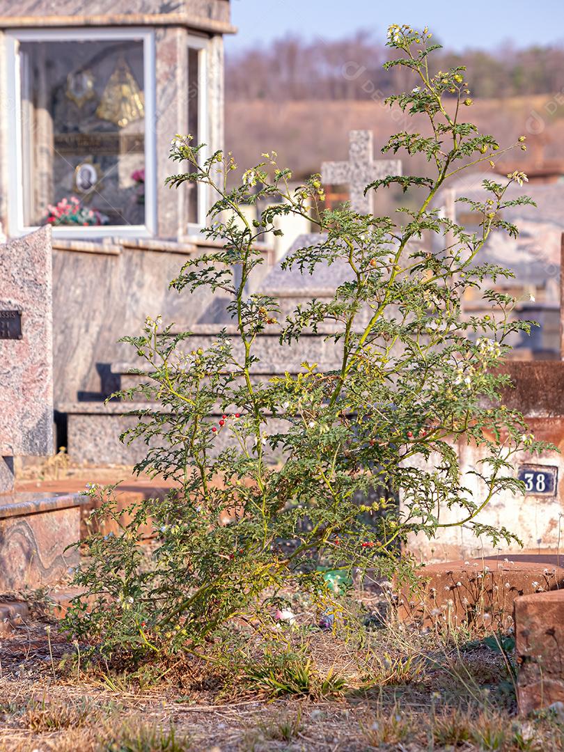 Closeup da cruz de mármore da sepultura no cemitério
