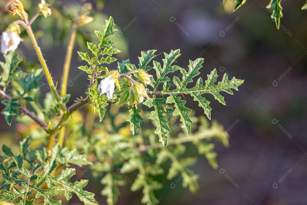Planta Red Buffalo-Bur da Espécie Solanum sisymbriifolium