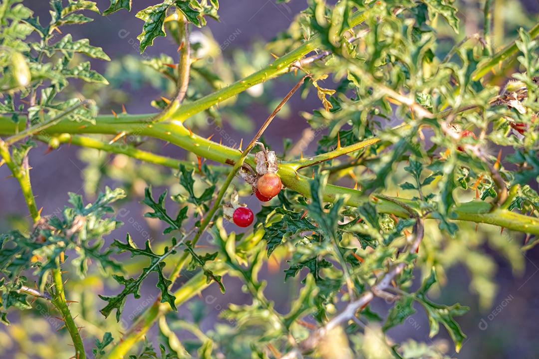 Planta Red Buffalo-Bur da Espécie Solanum sisymbriifolium