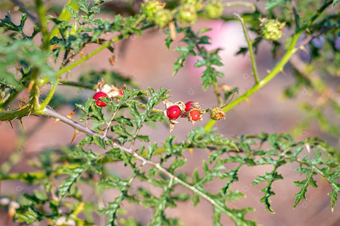Planta Red Buffalo-Bur da Espécie Solanum sisymbriifolium