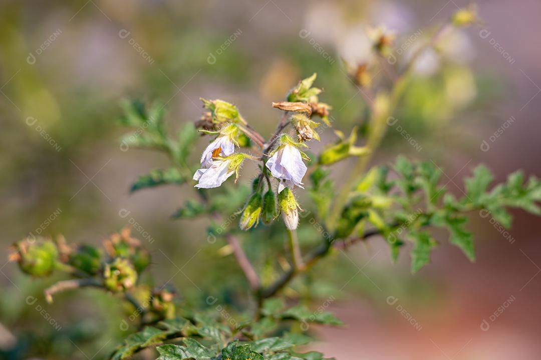 Planta Red Buffalo-Bur da Espécie Solanum sisymbriifolium